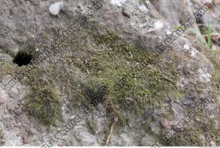 Moss